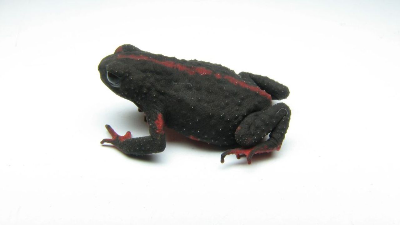 Sapo-de-barriga-vermelha-de-sehuencas - Qual o animal mais raro da natureza