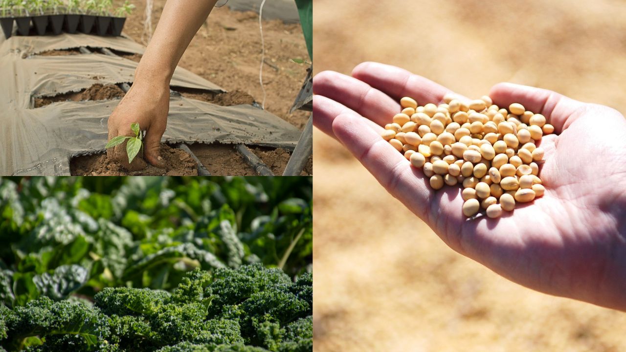 5 áreas agro que mais dão dinheiro