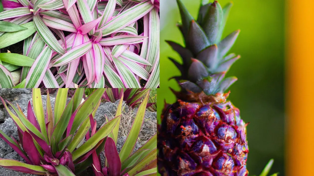 Abacaxi roxo como cuidar