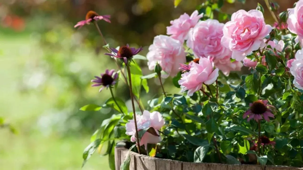 Como Cuidar de Roseiras em Vasos