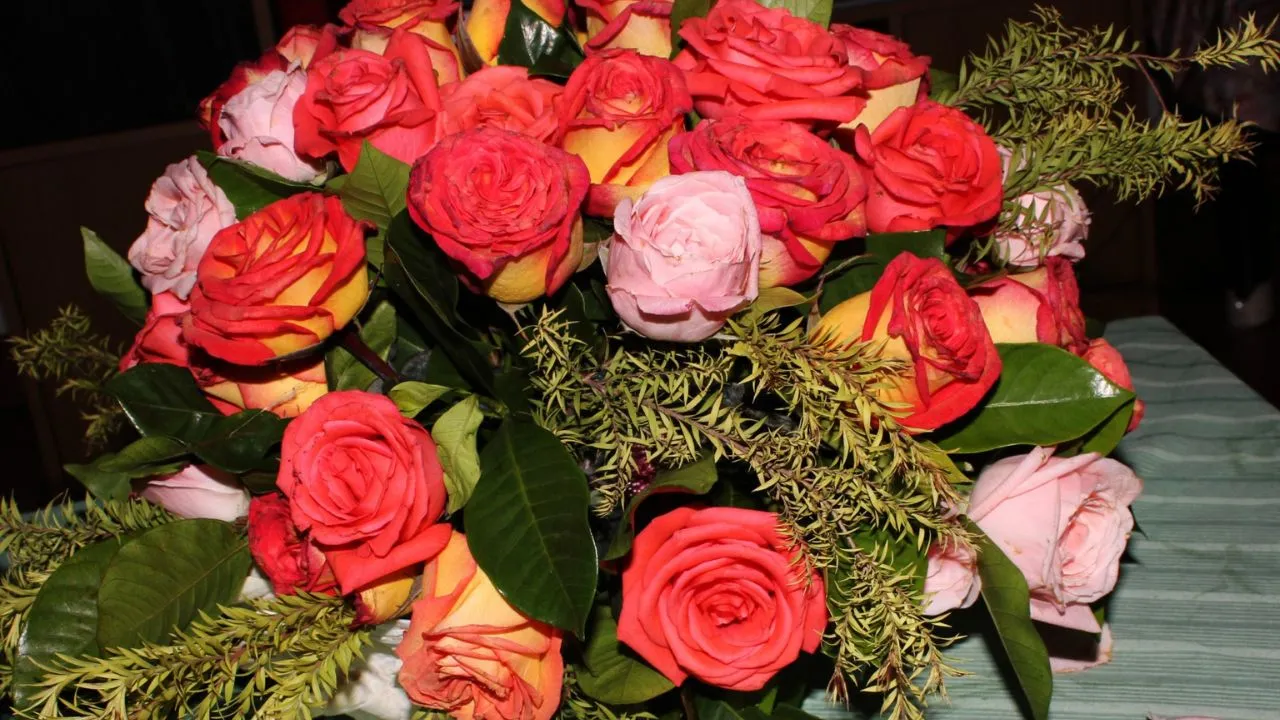 Como Cuidar de Roseiras em Vasos