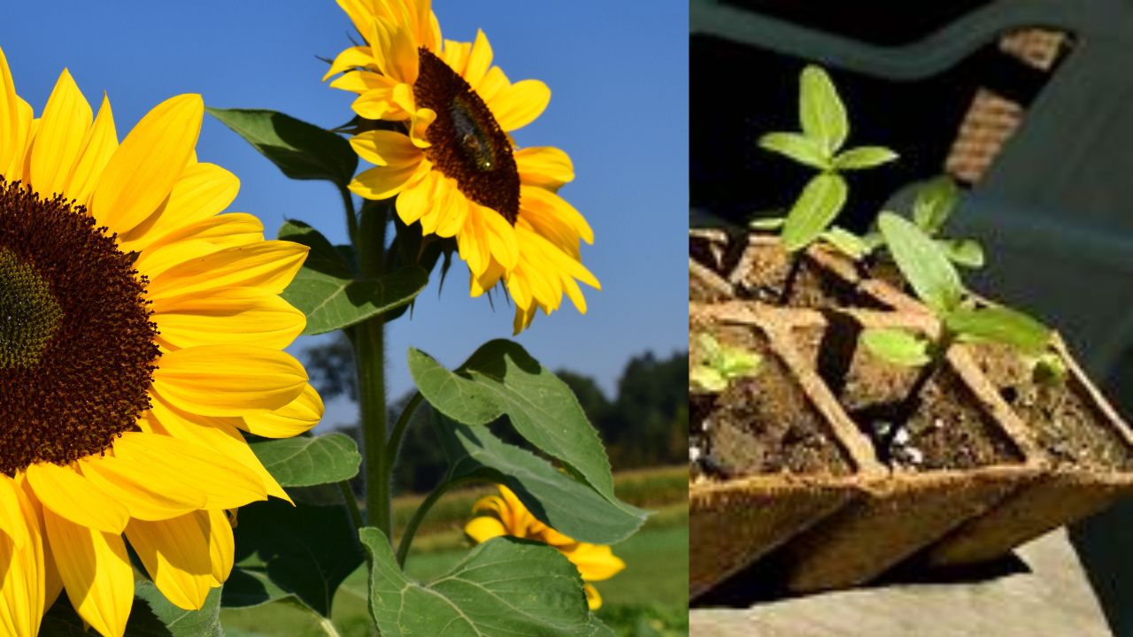 Como Cultivar Girassol no Vaso