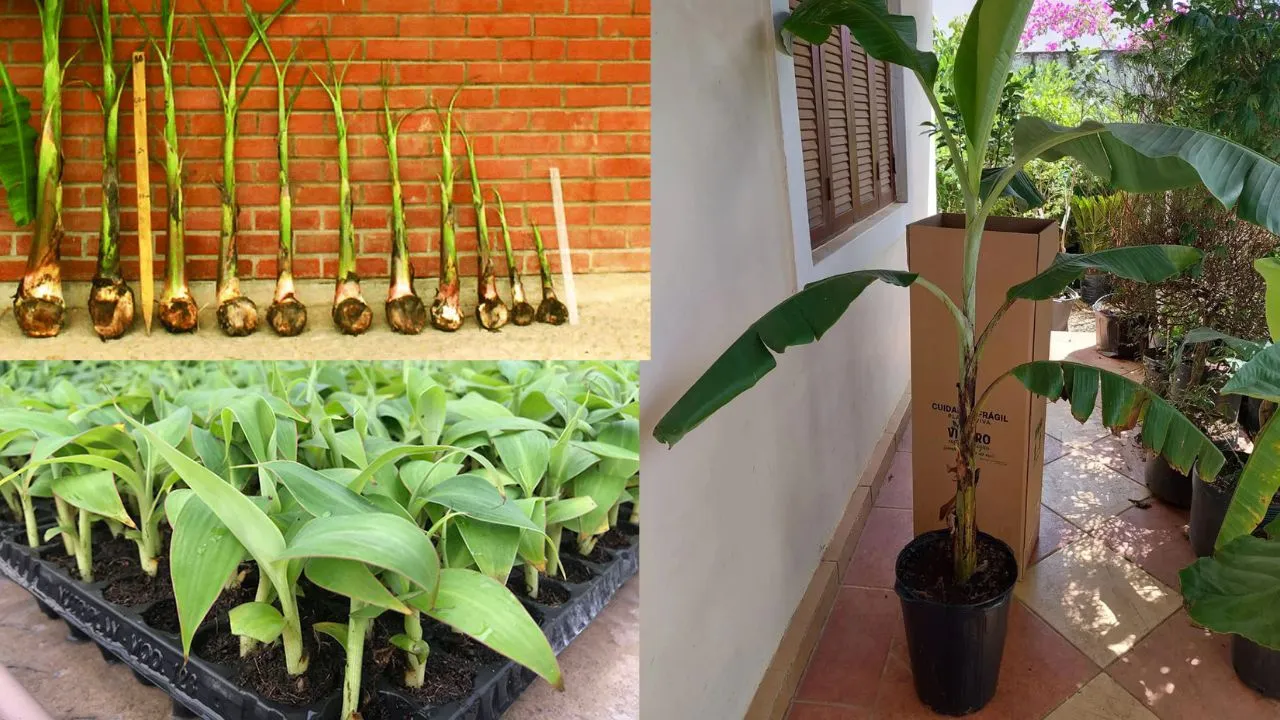 Como Fazer Muda de Banana