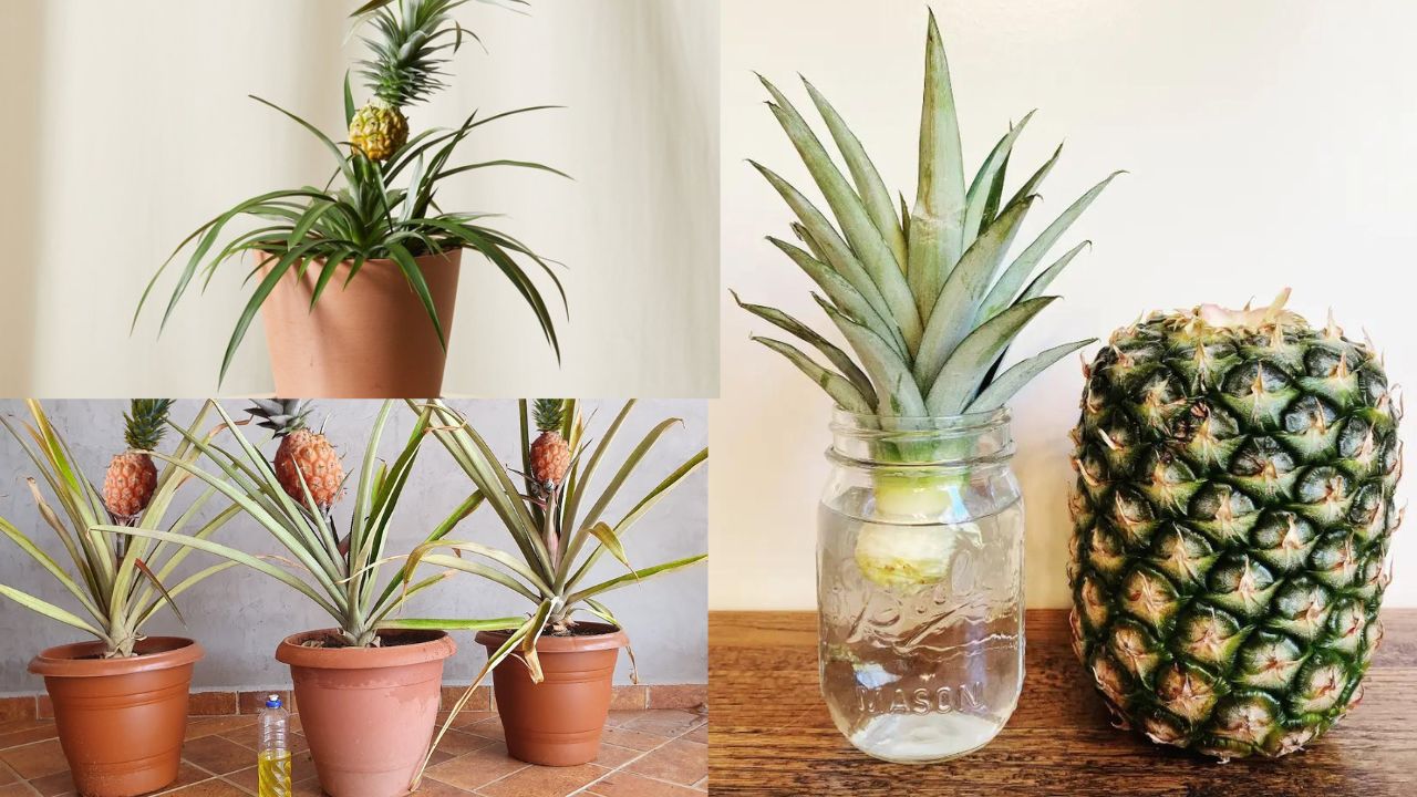 Como Plantar Abacaxi no Vaso