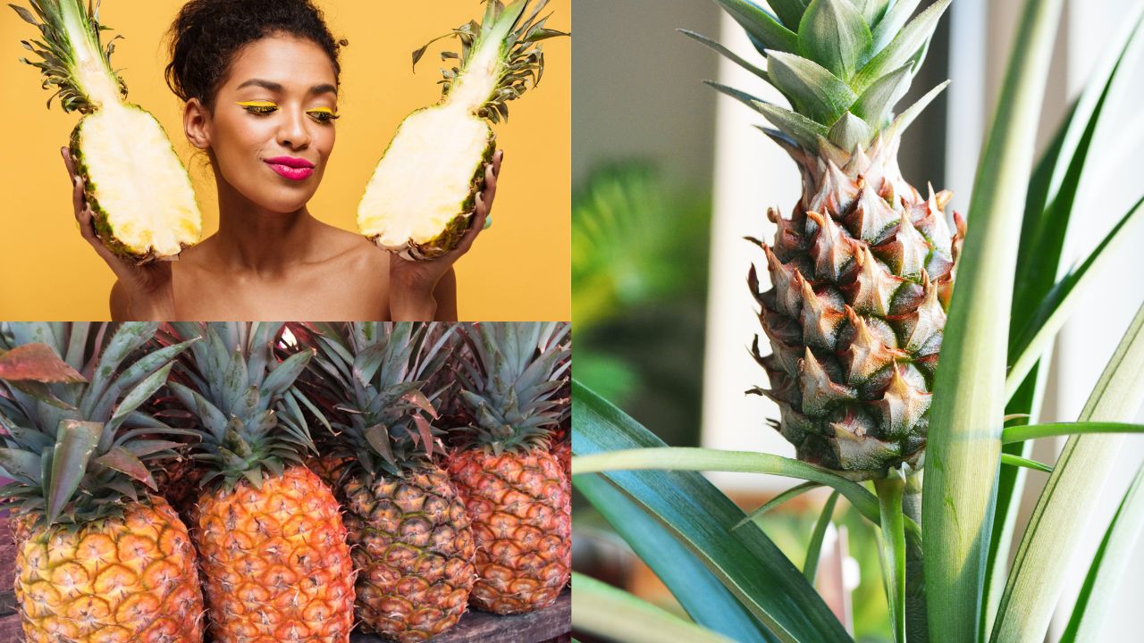 Como Plantar Abacaxi