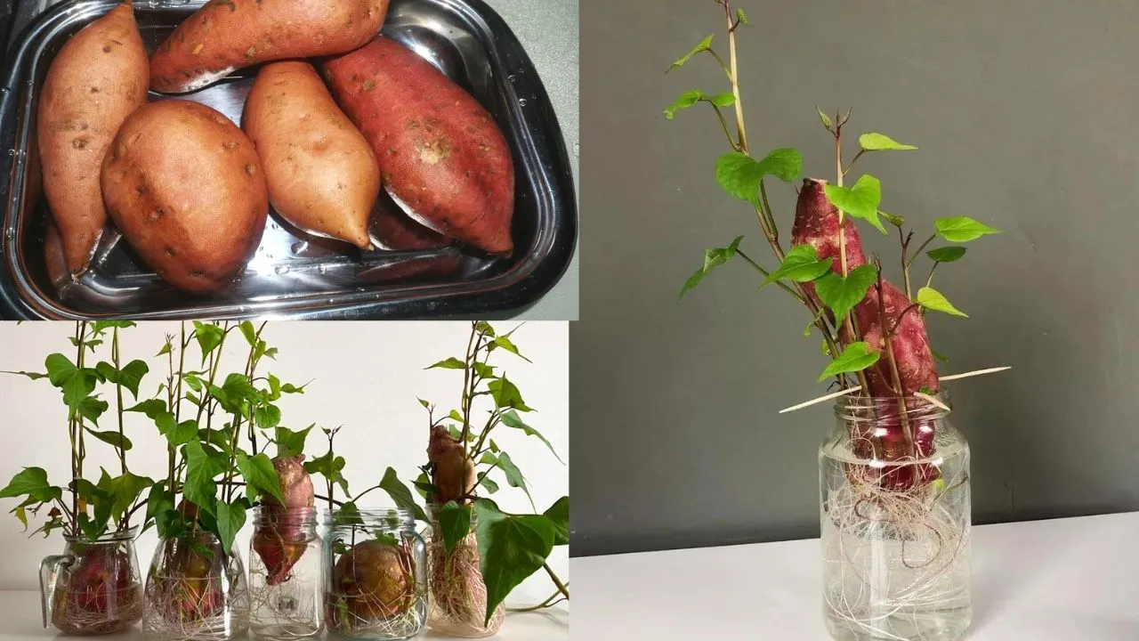 Como Plantar Batata Doce na Água