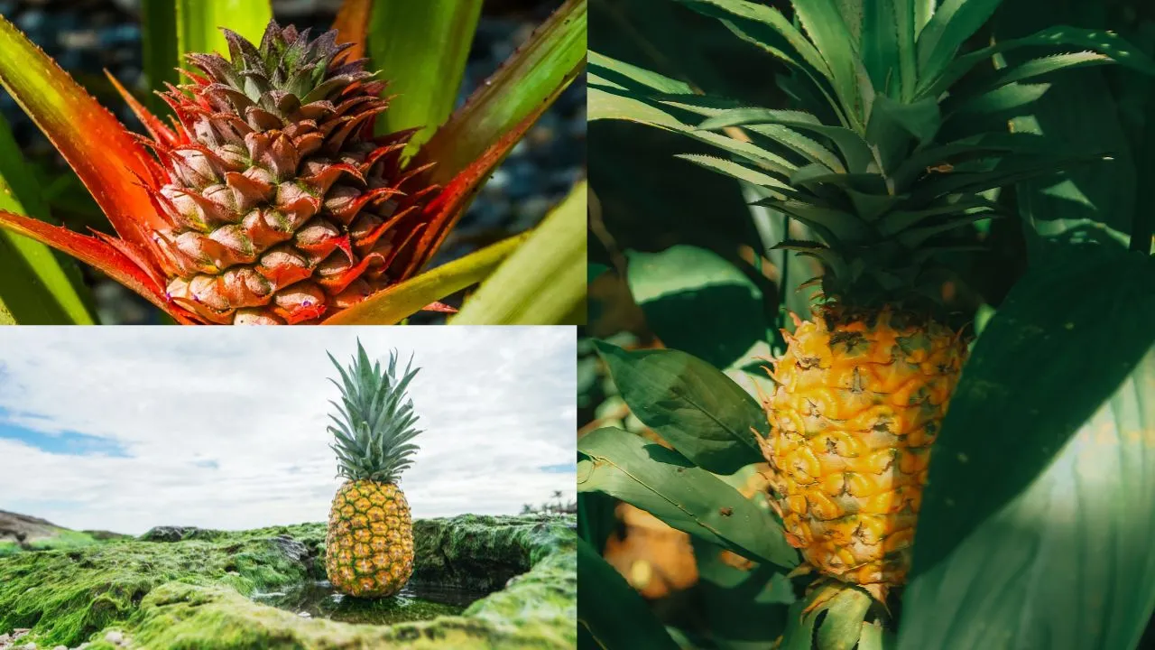 Como Plantar Muda de Abacaxi