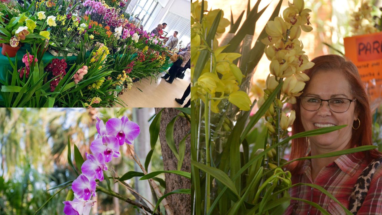 Como Plantar Muda de Orquídea