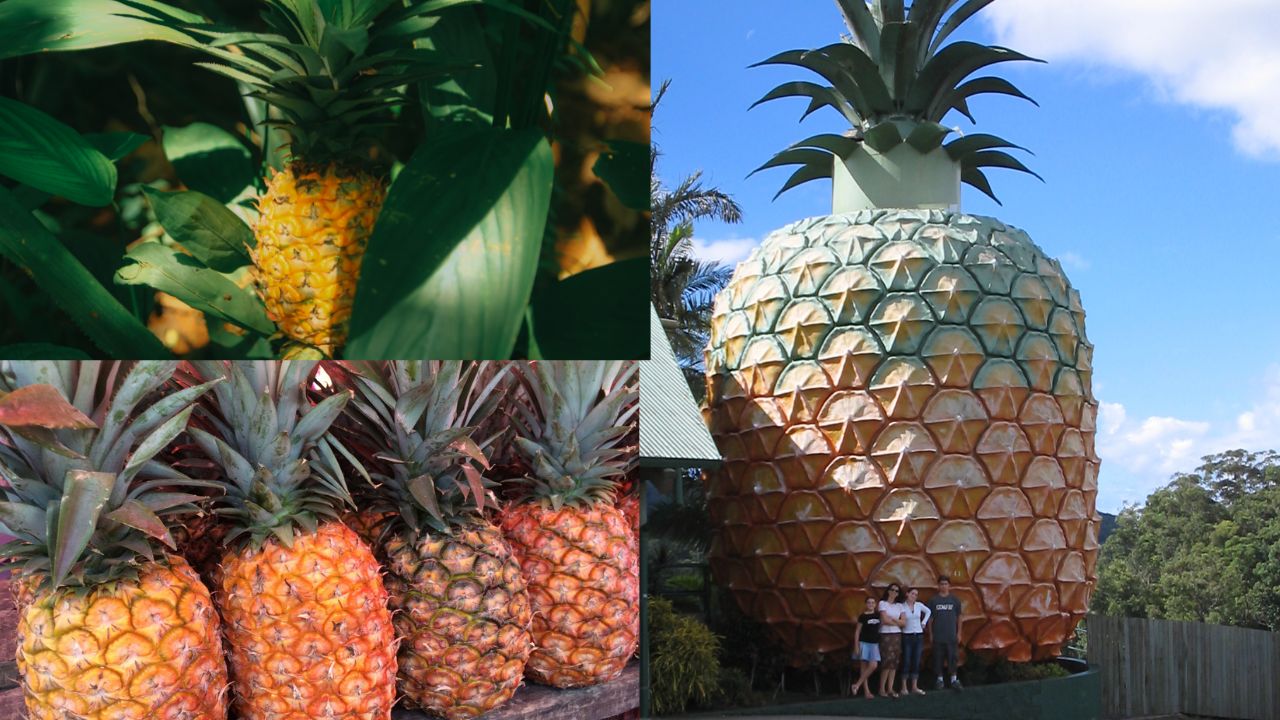 Como cultivar abacaxi