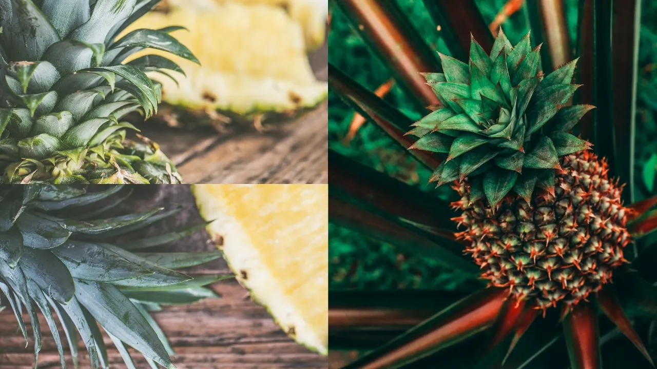 Como plantar abacaxi para produzir rápido