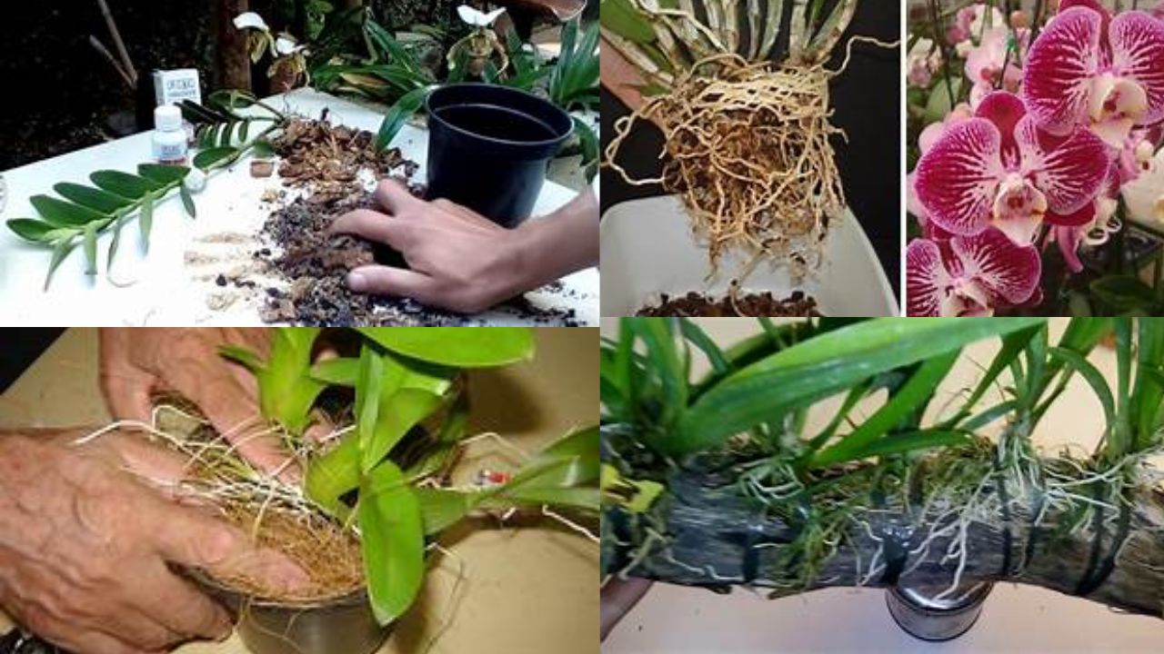 Como plantar uma orquídea-vidrosetelas