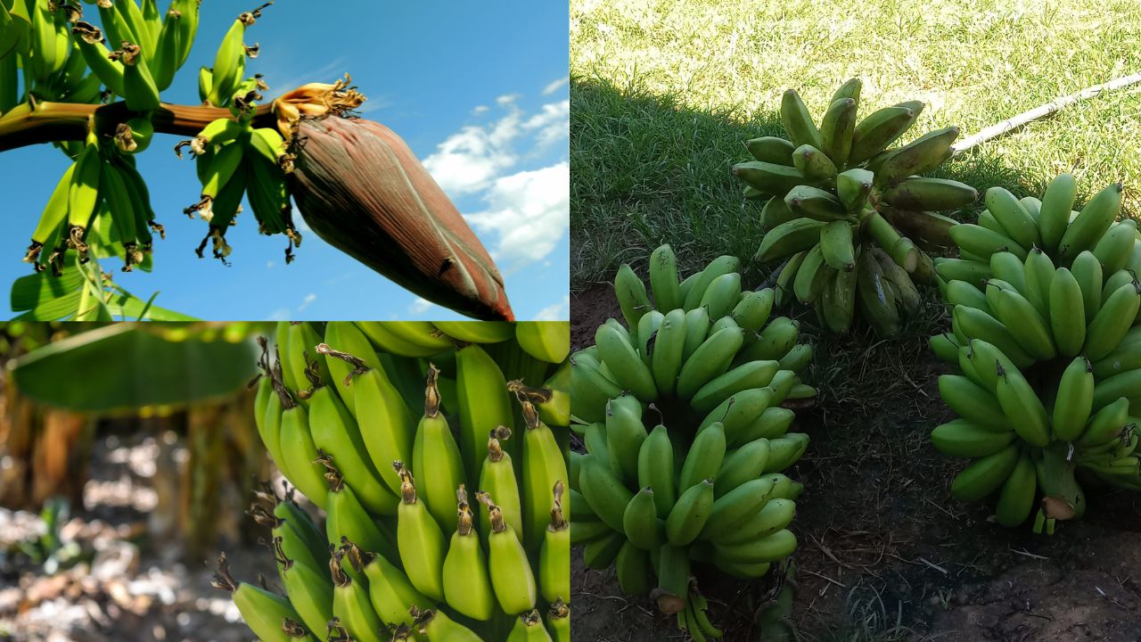 Como se Planta Banana