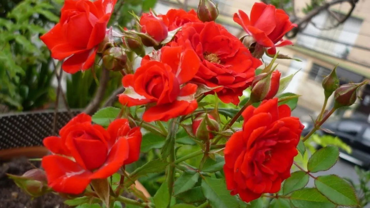 Controle de Pragas e Doenças em Roseiras