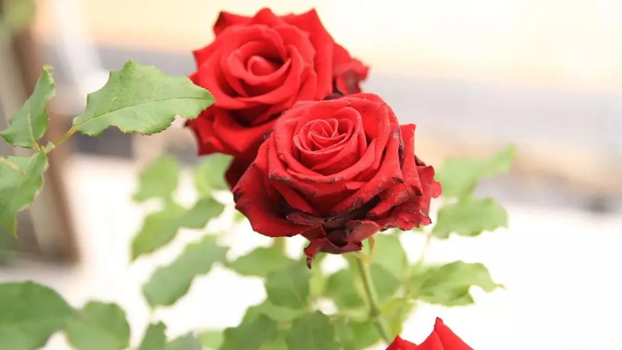 Controle de Pragas e Doenças em Roseiras