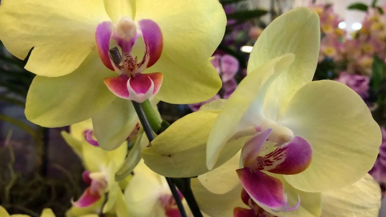 Cuidados Essenciais para o Cultivo de Orquídeas