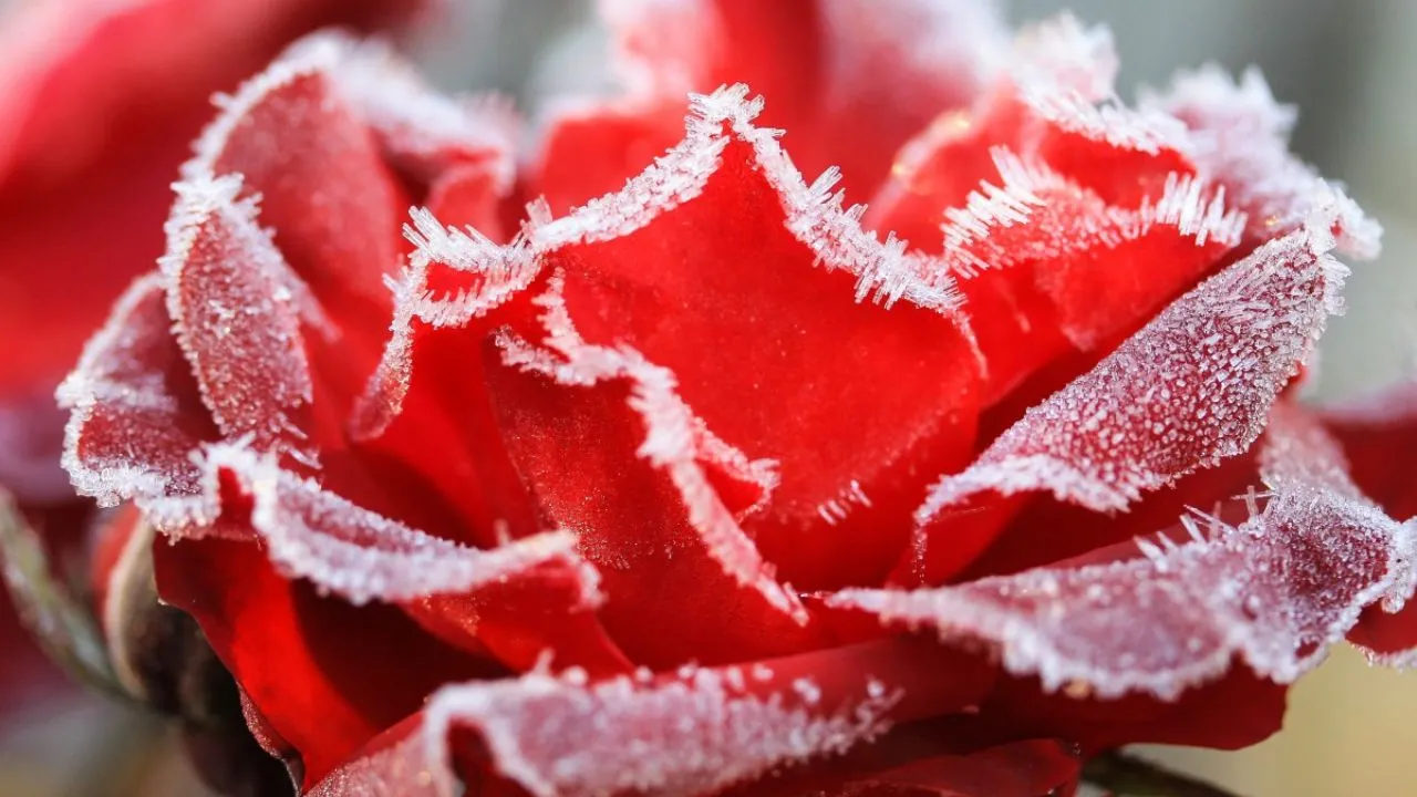 Cuidados com as Roseiras no Inverno