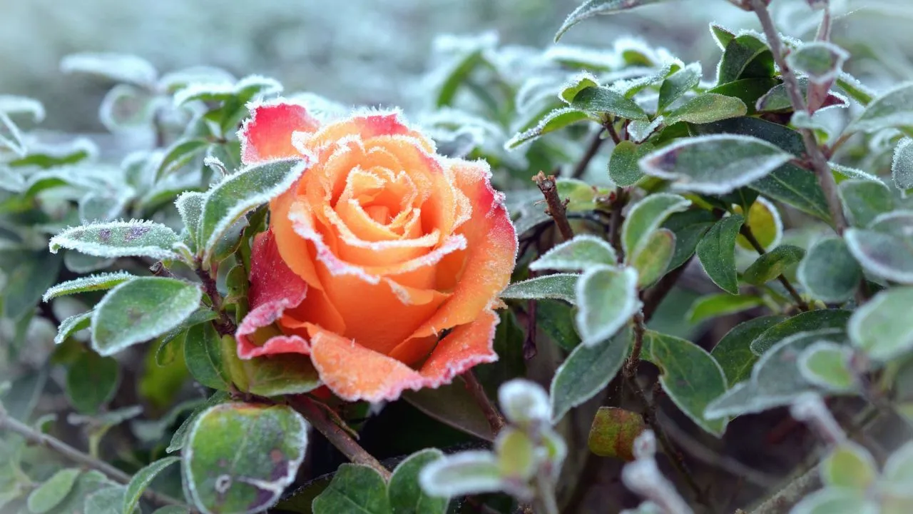 Cuidados com as Roseiras no Inverno