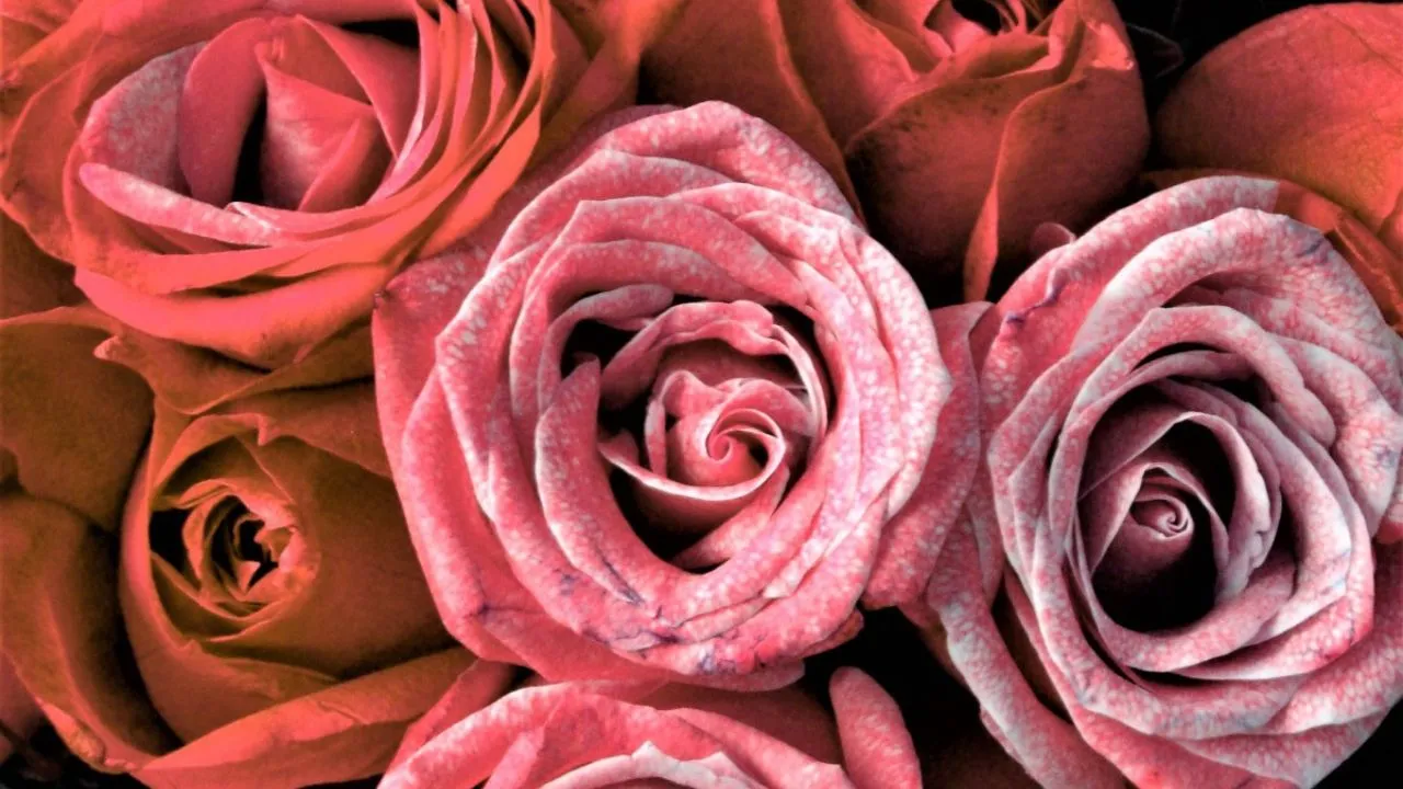 Dicas para Prolongar a Vida das Rosas Cortadas