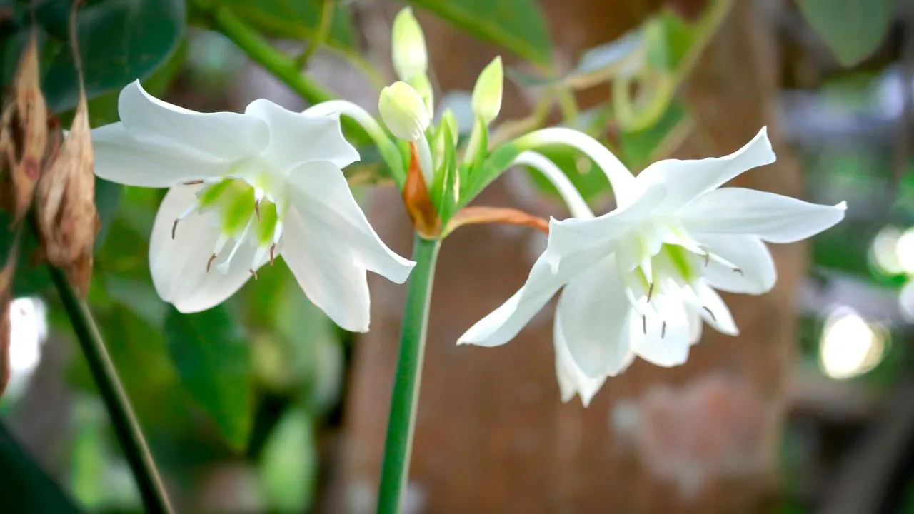 Escolha da Semente de Lírio Mais Adequada