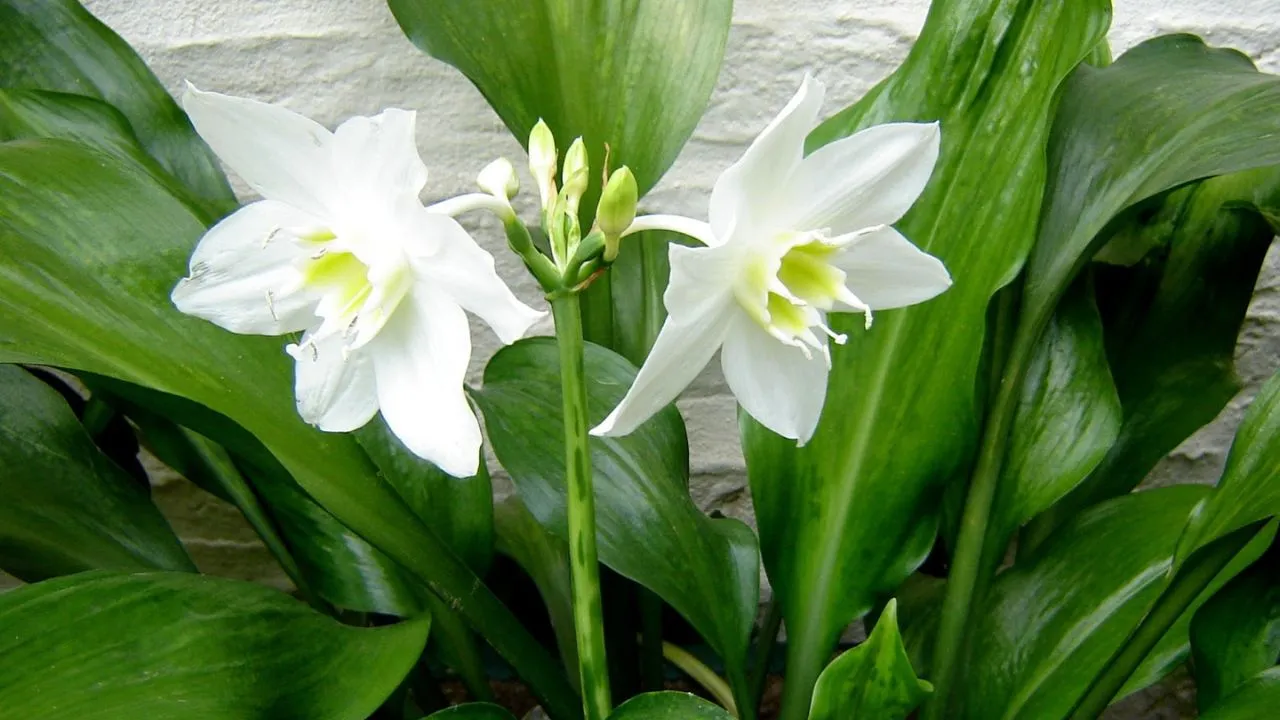 Escolha da Semente de Lírio Mais Adequada