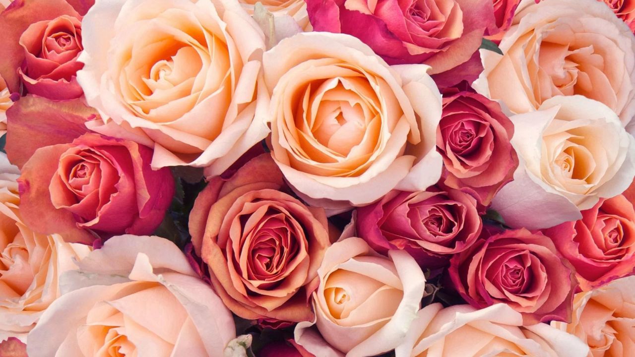 Escolha de Rosas para Presentear