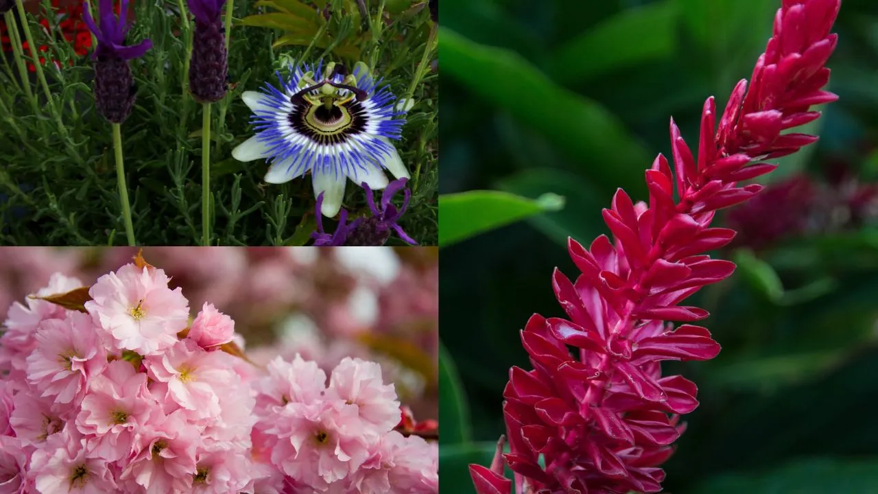 Flores Exóticas de Diferentes Partes do Mundo