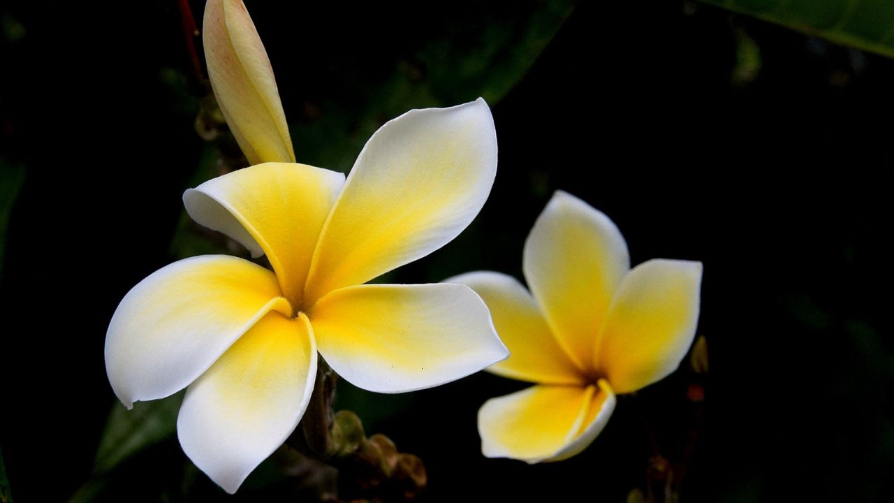 Flores Tropicais e Suas Cores Vibrantes