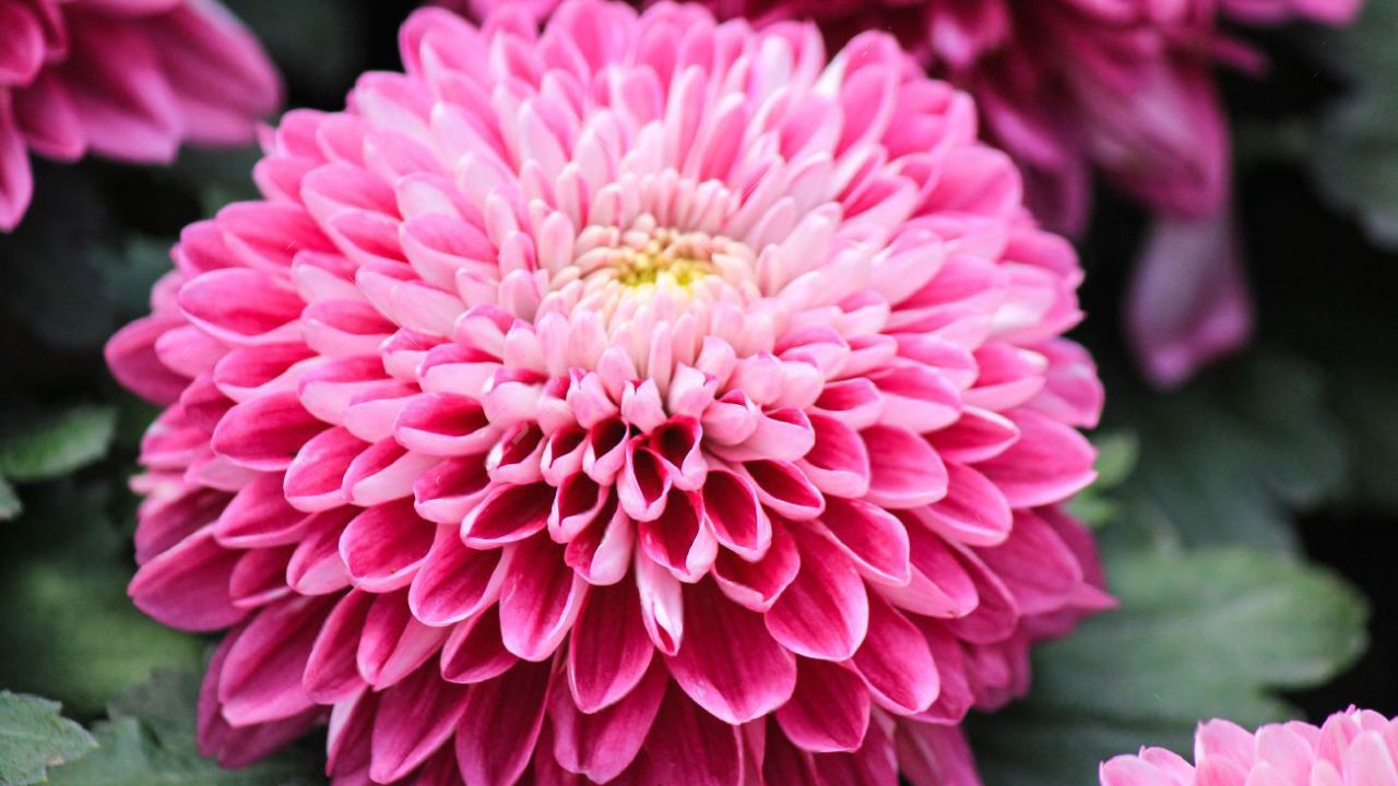 Flores e seu Simbolismo na Cultura Oriental