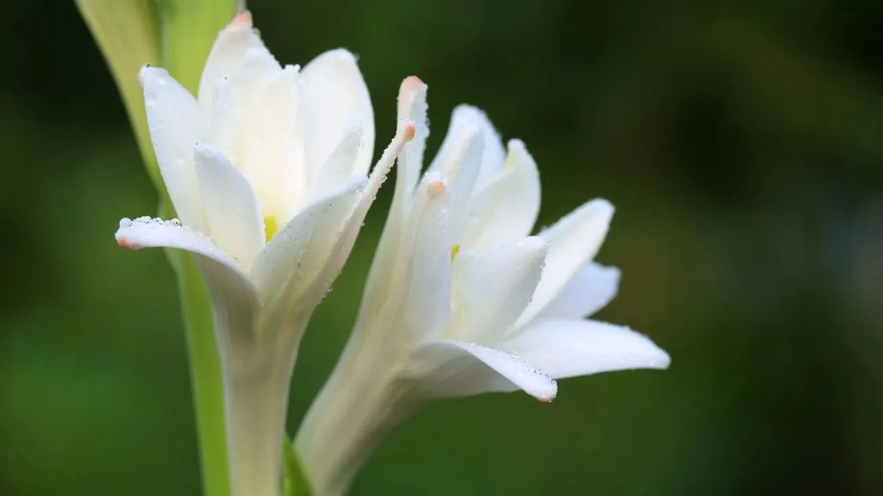 Flores e seus Usos na Indústria de Perfumes e Cosméticos