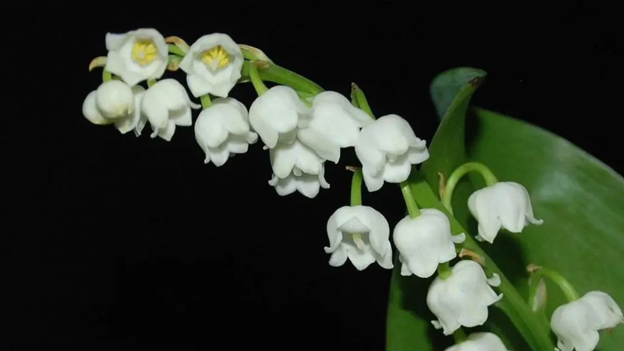 Flores e seus Usos na Indústria de Perfumes e Cosméticos