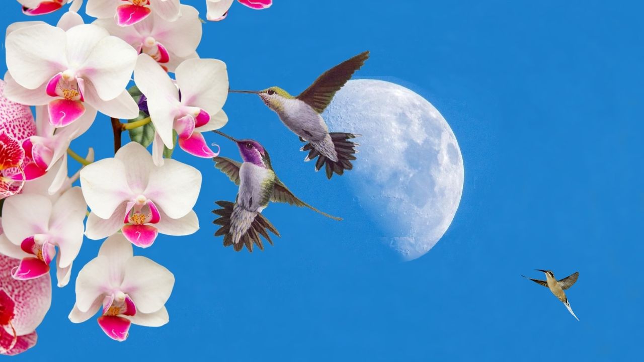 Flores para Atrair Beija-flores