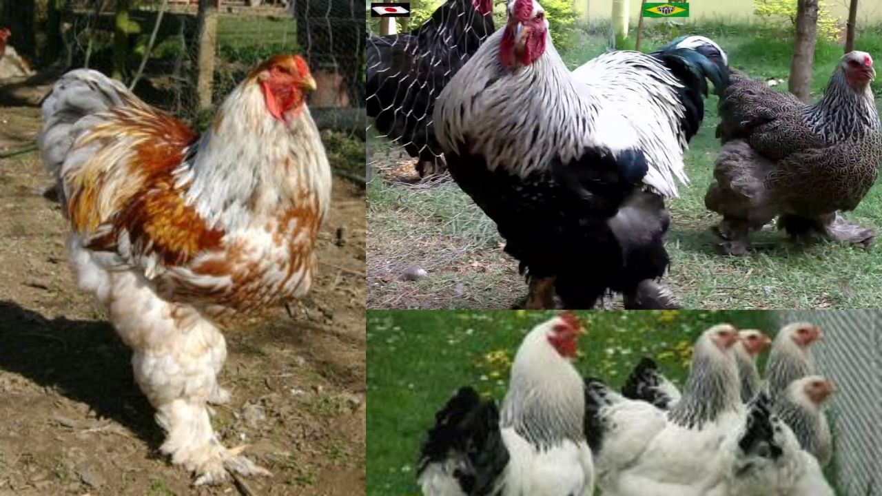 Galinha Brahma Gigante: Conheça essa Raça de Galinha Impressionante