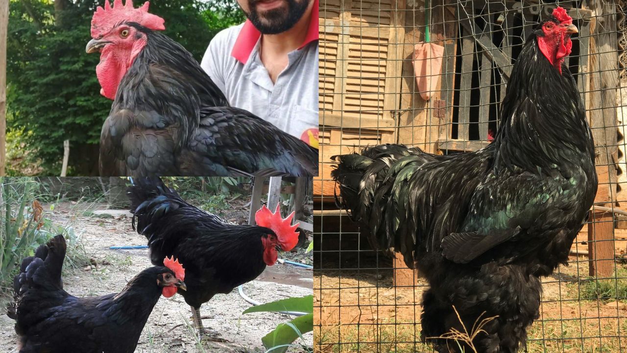 Galinha Gigante Negra