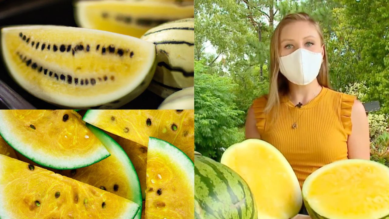 Melancia amarela origem