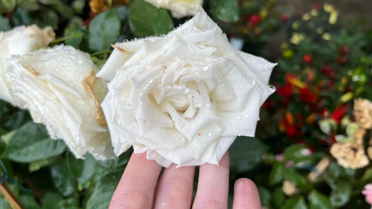 Melhores Rosas para Venda no Mercado de Flores