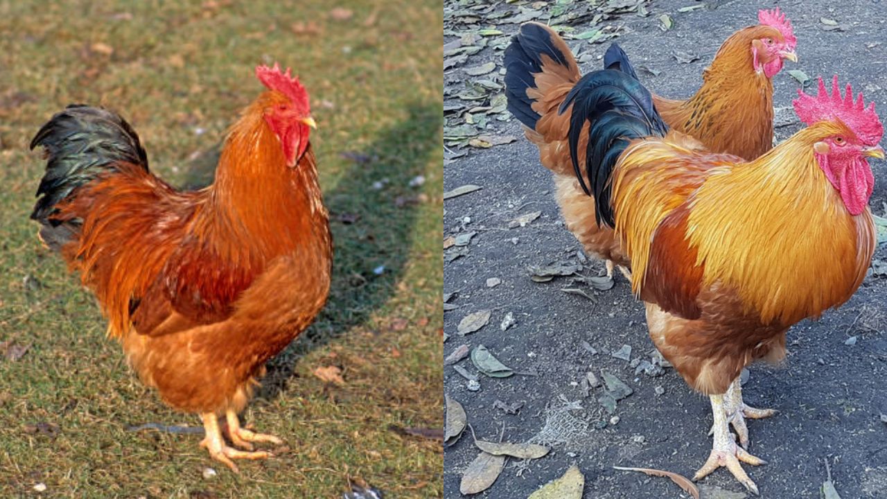 New Hampshire Galinha: Uma Raça Versátil e Saborosa