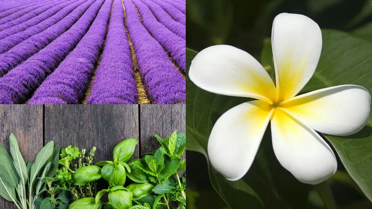 Plantas Aromáticas para Jardins