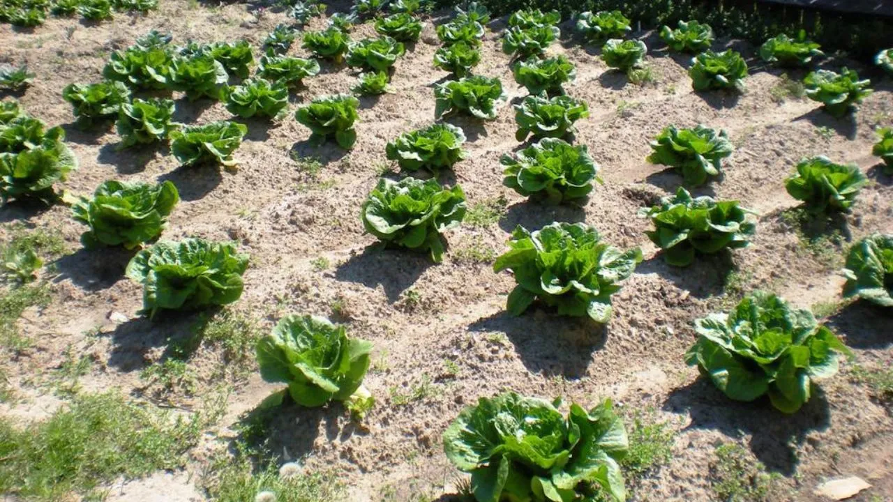 Plantas Companheiras em Hortas