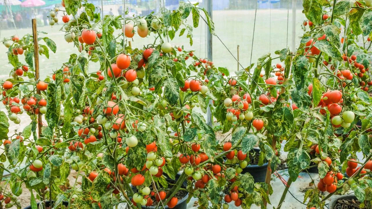 Plantas Companheiras em Hortas