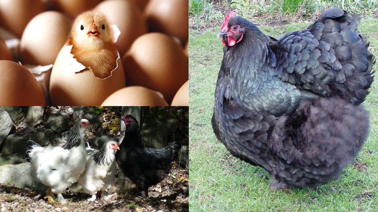 Raças de Galinhas Poedeiras