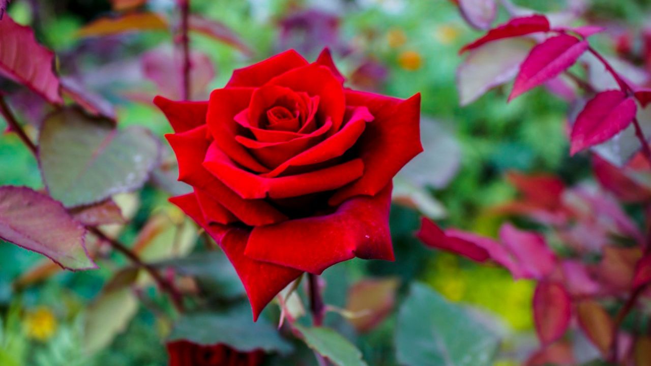 Técnicas de Adubação para Estimular a Floração das Roseiras