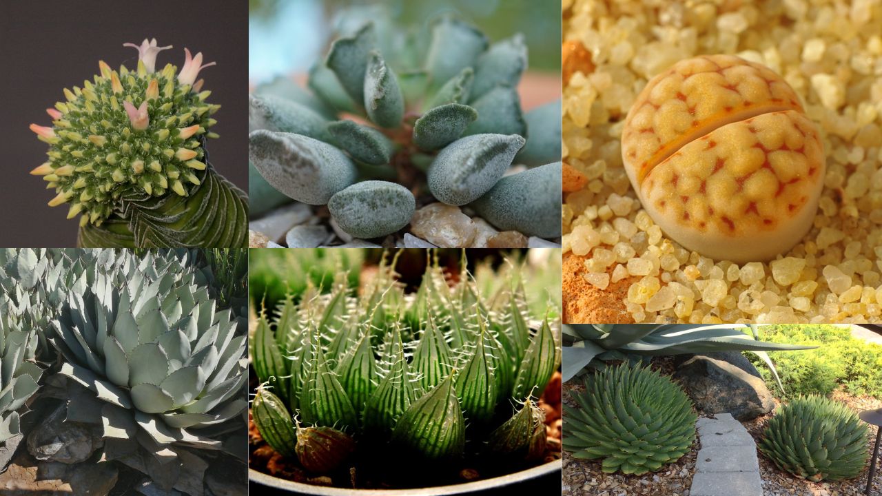 Tipos de Suculentas Raras