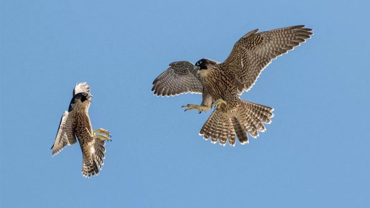 Animais Mais Rápidos do Mundo