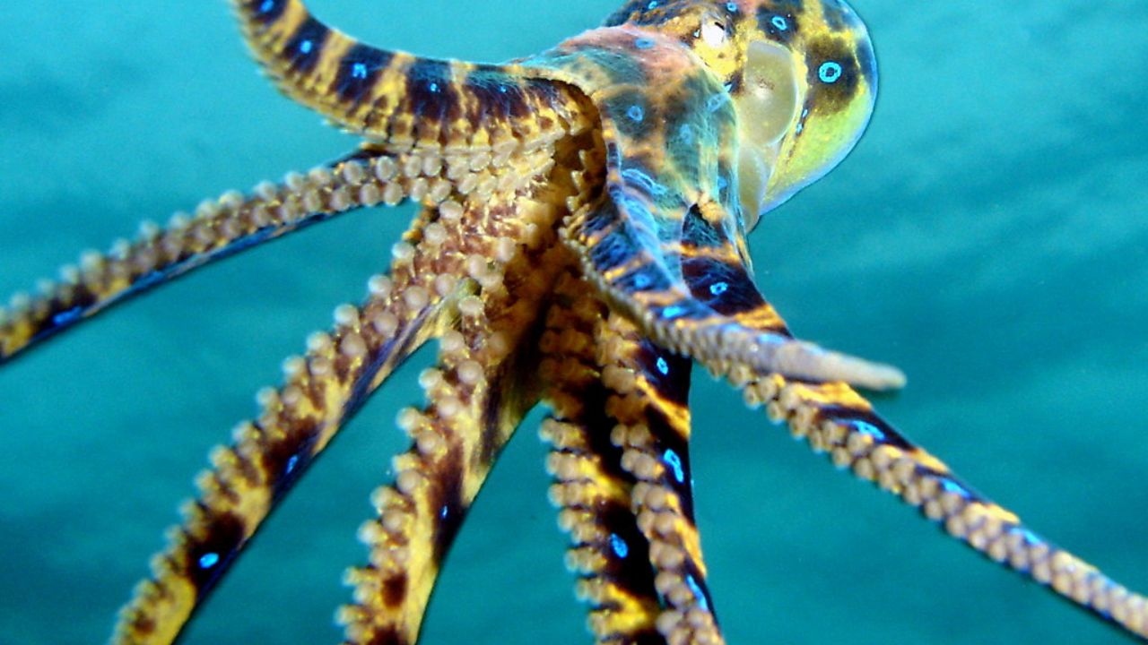 Animais Mais Venenosos do Planeta