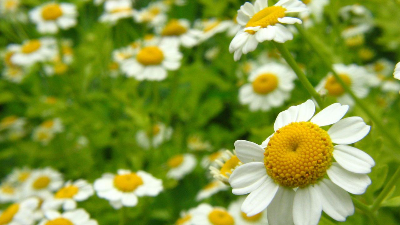 Benefícios das Plantas Medicinais para a Saúde e Bem-Estar