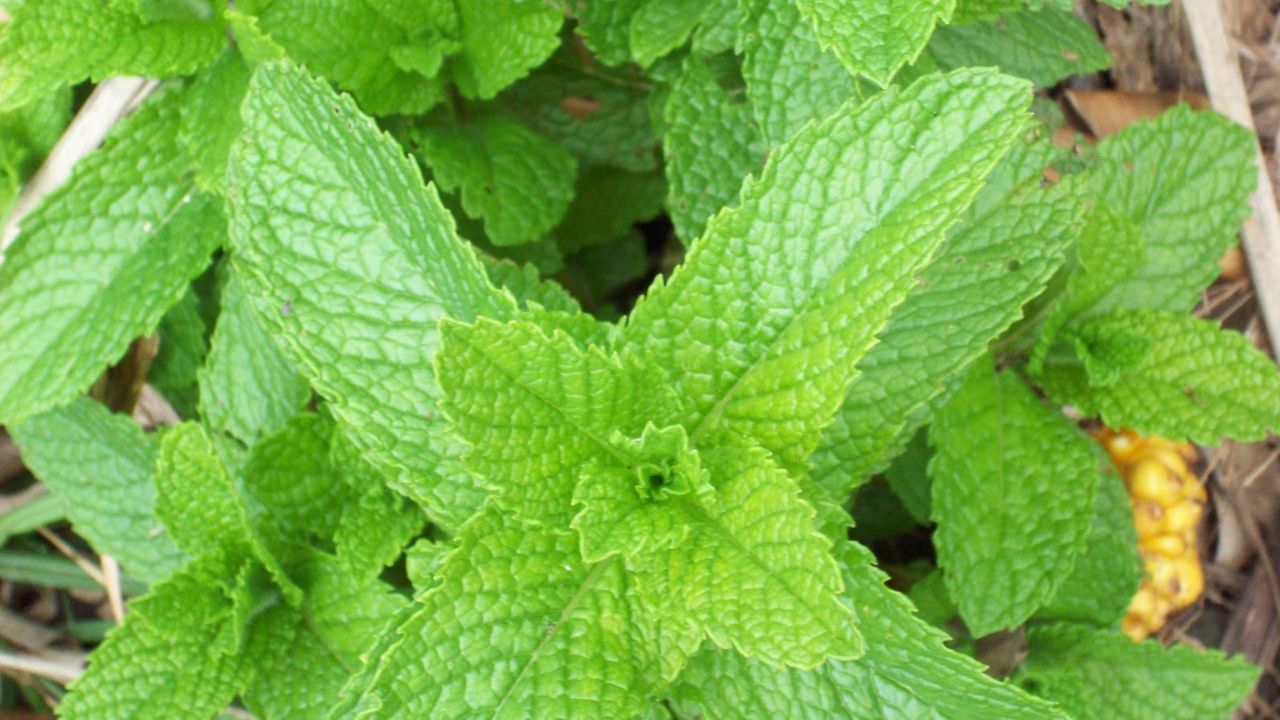 Benefícios das Plantas Medicinais para a Saúde e Bem-Estar