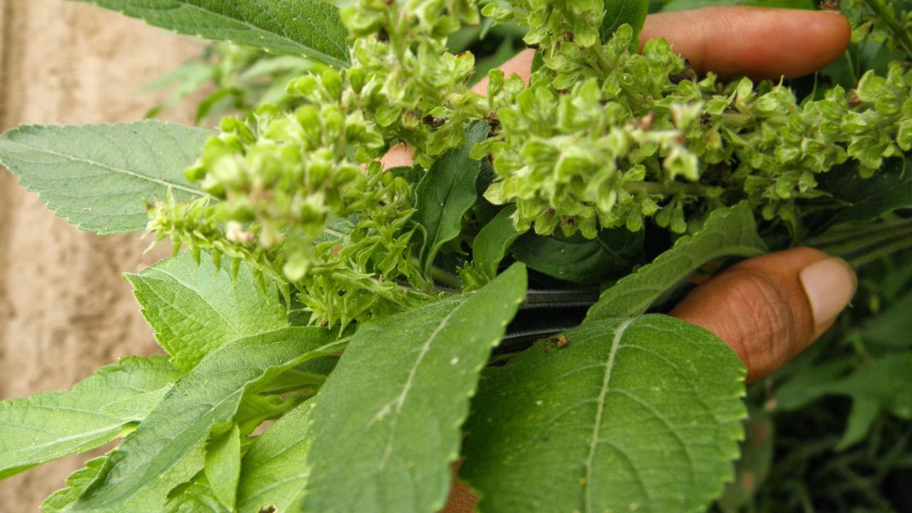 Benefícios das Plantas Medicinais para a Saúde e Bem-Estar