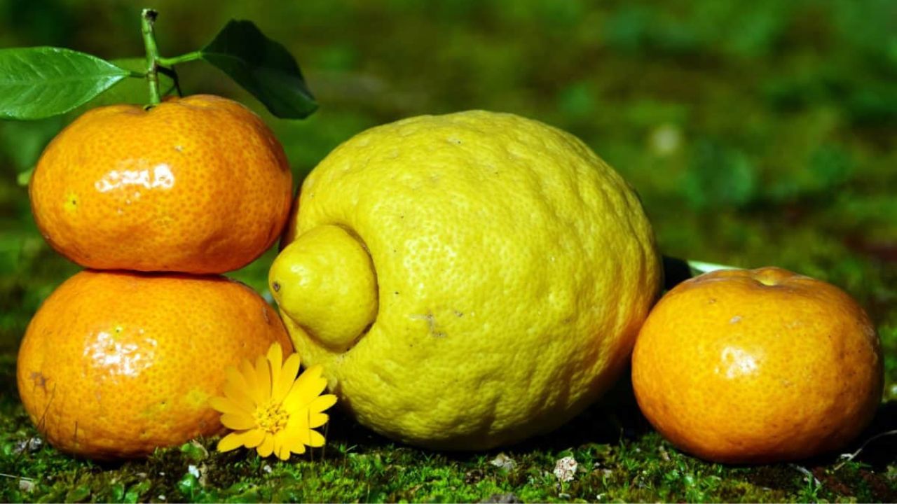 Benefícios de Colher Frutas Maduras