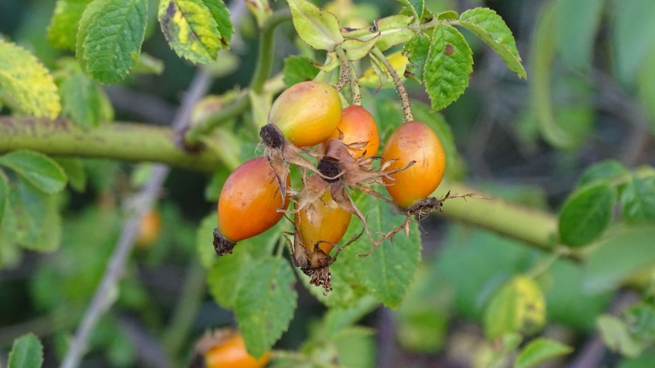 Benefícios do Caqui