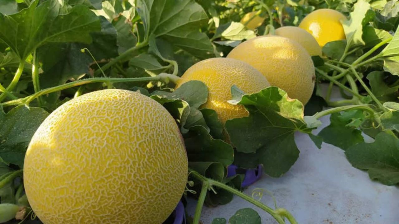 Benefícios do Melão